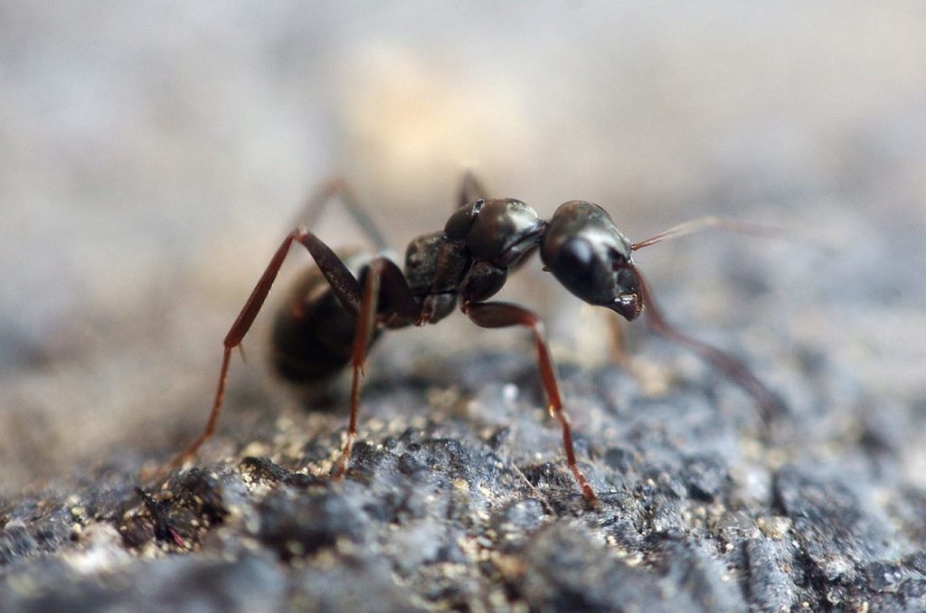 The Danger of Black Carpenter Ants in the Home