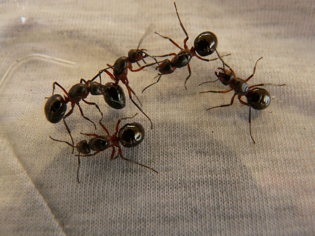 Understanding Carpenter Ant Extermination
