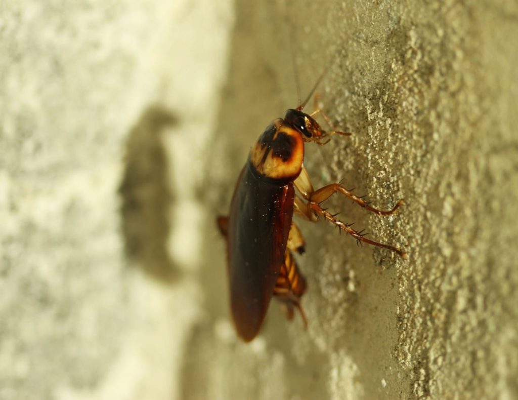 What Should You Do If You See A Cockroach In Your Home