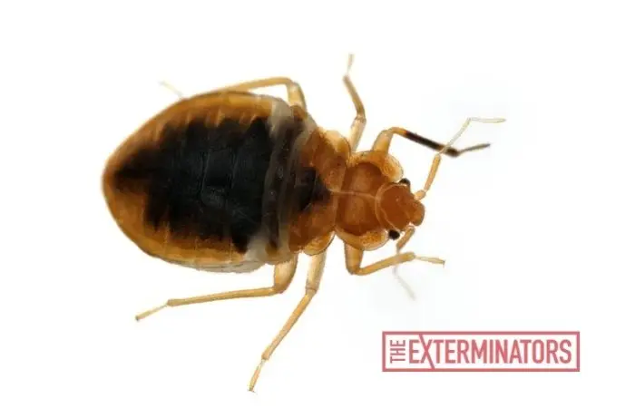 bed bug exterminator hamilton