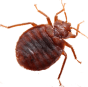 bed bug exterminator pest control hamilton