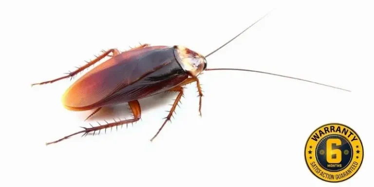 cockroach control hamilton