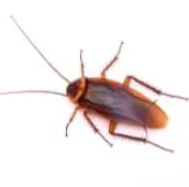 cockroach exterminator pest control hamilton
