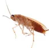 german cockroach control hamilton