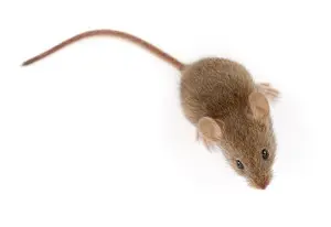 mouse exterminator hamilton