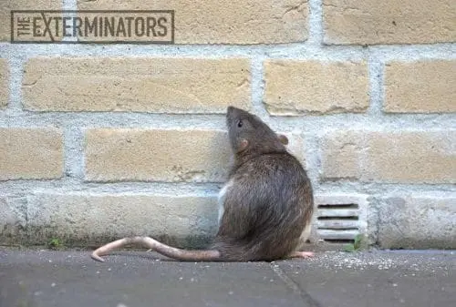 rat infestation hamilton