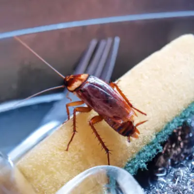 cockroach infestation hamilton