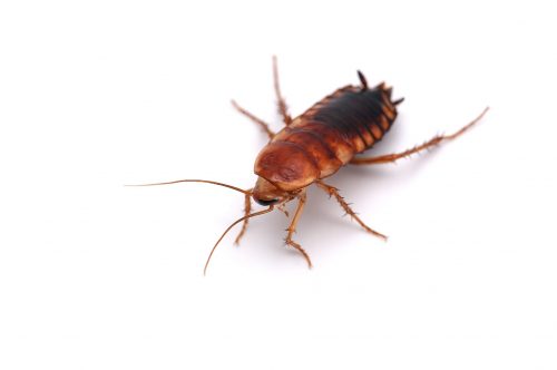 Cockroach-Pest-Control-Hamilton.jpg