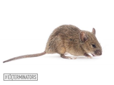 rodent-extermination-hamilton.jpg
